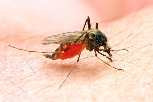 Malārija ir nāvējoscarona... Autors: Vampire Lord Slimības, par kurām drīz mums vairs nebūs jāuztraucas.
