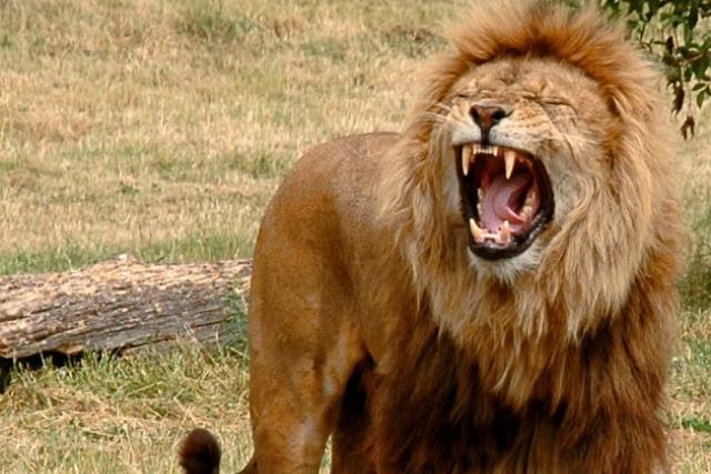 8 ndash Lauva ap 200 nāves... Autors: Manpatikspoki Top 10 – Nāvējošākie dzīvnieki