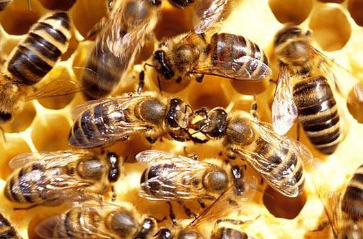 7 ndash Bites ap 400 nāves... Autors: Manpatikspoki Top 10 – Nāvējošākie dzīvnieki