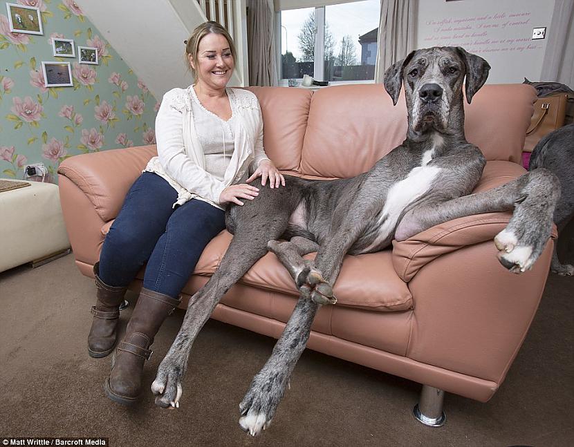 Lielbritānijas lielākais suns ... Autors: BodyBoard Spilgtākās fotogrāfijas no 2014. gada! /2/