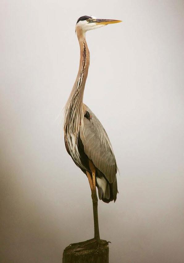  Autors: Fosilija Krāšņā  daba (putni)