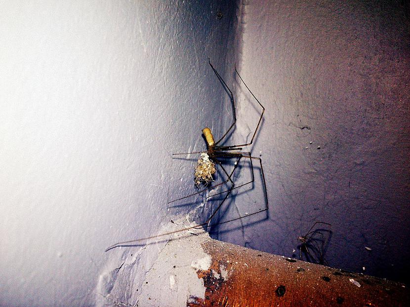 Zirneklīscaronu mamma un daudz... Autors: elv1js Pirms 2015