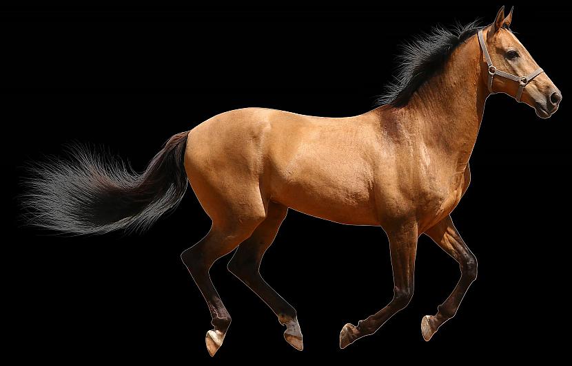 Tu vari pateikt zirga dzimumu... Autors: CitādsRakurss Faktiņi.