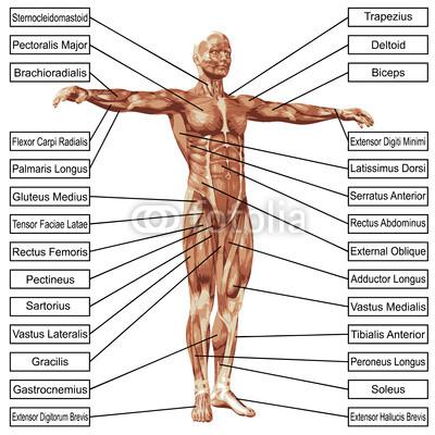  Cilvēkam ir mazāk muskuļu kā... Autors: Cepuminsh002 Dažādi Fakti
