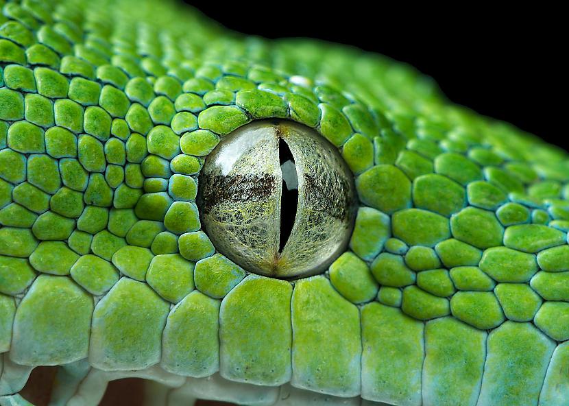 Čūskas acs Autors: Tourist Unikālās acis