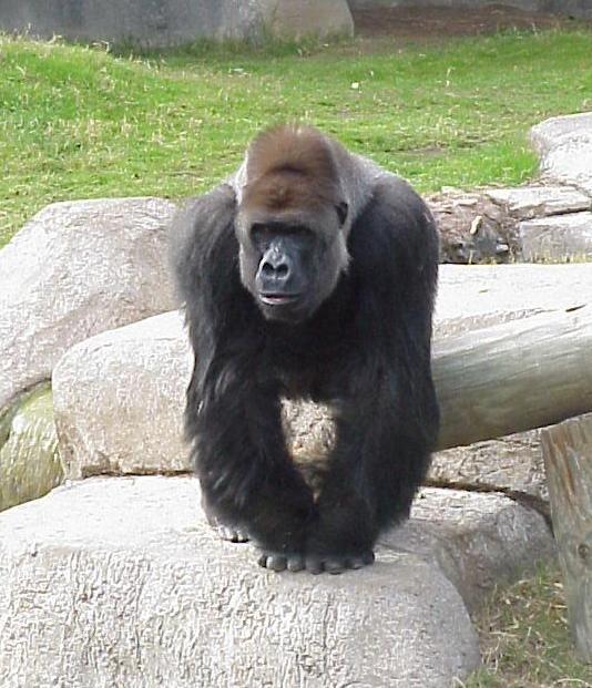 Vidējais gorillas locekļa... Autors: kaķūns Bēdīgas dzīvnieku dzīves lietas