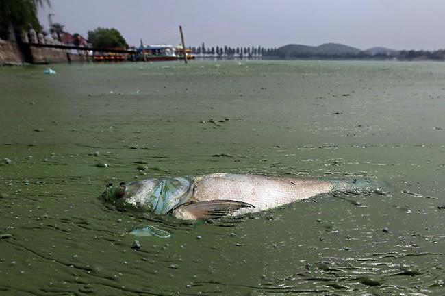 Mirusi zivs sarukusos ūdeņos... Autors: Lords Lanselots Tev tas jāredz!!! Briesmīgais vides piesārņojums Ķīnā!!!
