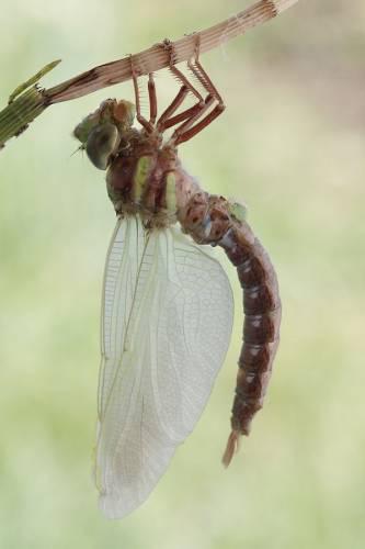  Autors: Fosilija Kā dzimst viens no skaistākajiem kukaiņiem - spāre