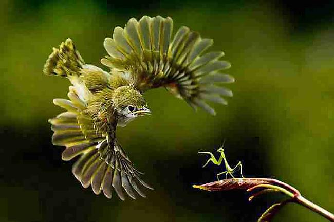  Autors: Guru25 Brīnišķīgā dabas daudzveidība: Kukaiņi un putni.