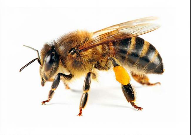 Katru gadu no bišu kodumiem... Autors: Fosilija Pilnīgi bezjēdzīgi, tomēr satriecoši interesanti fakti.