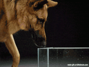 Dzeroscarons suns Autors: Smiliy Kā darbojas lietas. GIF