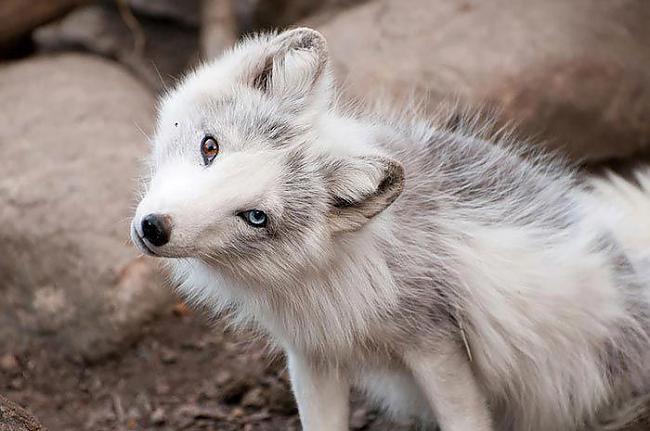  Autors: Fosilija 20 skaisti dzīvnieki, kuru acis ir burvīgi skaistas