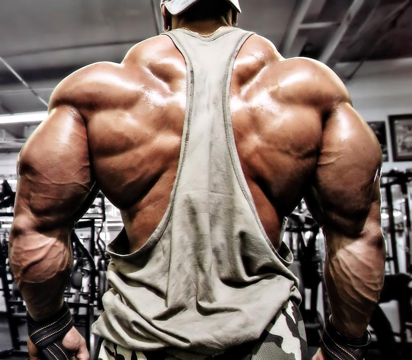  Autors: Stallion Roelly Winklaar.