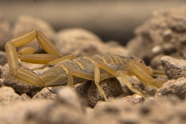 Arizonas melnais skorpions... Autors: Vampire Lord Nāvējošākās lietas, par kurām tu nezināji.