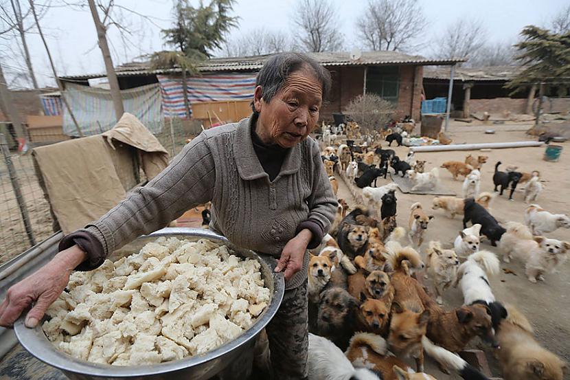 Katru dienu suņiem tiek... Autors: marijaku Šīs vecās ķīniešu sievietes katru dienu ceļas 4 lai pabarotu 1300 pamestu suņu