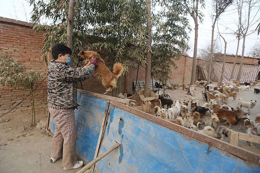  Autors: marijaku Šīs vecās ķīniešu sievietes katru dienu ceļas 4 lai pabarotu 1300 pamestu suņu