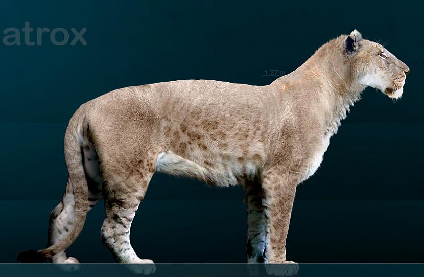 3 Alas lauvaAlas lauva bija... Autors: Fosilija Izmirušie dzīvnieki