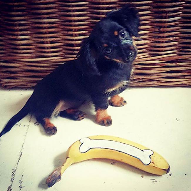  Autors: Fosilija Iepazīsties - Banāns!