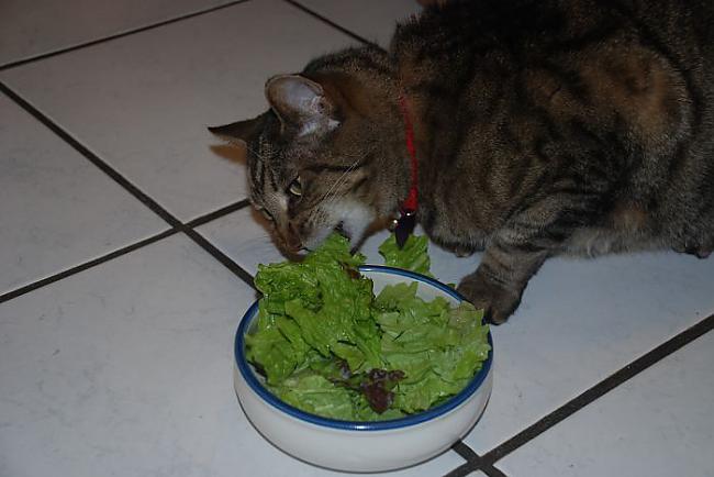  Autors: matilde Kaķis ēdīs visu, ko saimnieks ēd.