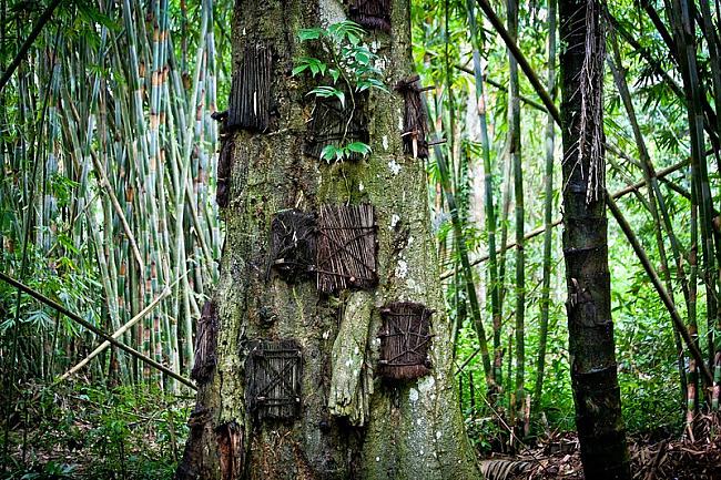 Koks bērnu kapiem Tana Toraja... Autors: Fosilija Apbedīšanas rituāli Tana Toraja ciematā