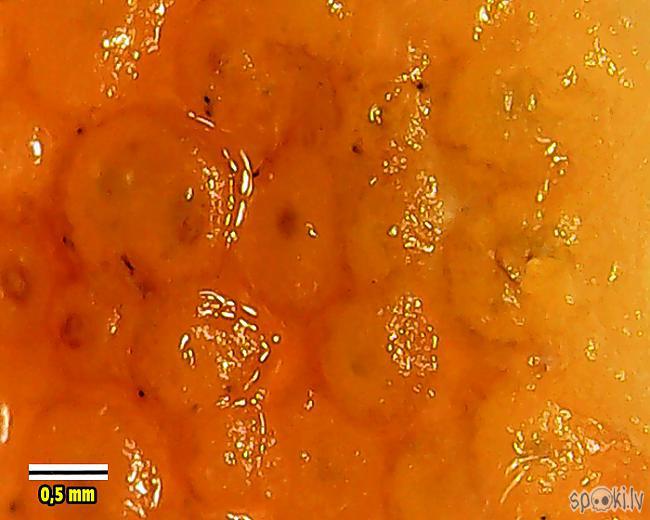Apelsīna miziņa Izskatās pēc... Autors: Moonwalker Ikdienas priekšmeti manā mikroskopā 4. daļa