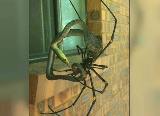 Čūsku ēdoscaroni zirnekļiKā... Autors: Pūcīte10 Mežonīgā Austrālija - NOPE
