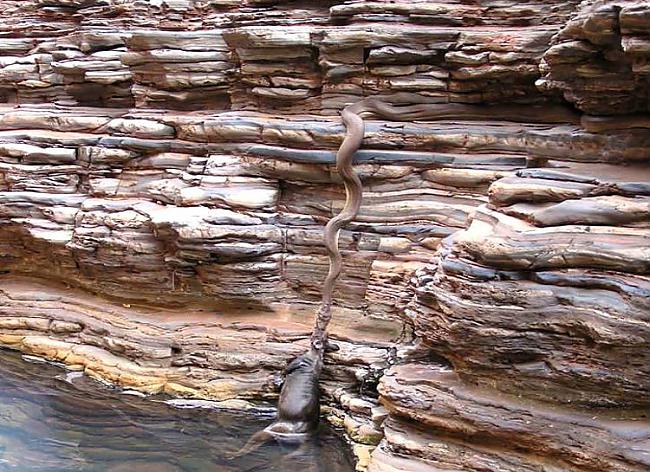 Čūskas spēkavīriOlīvu pitons... Autors: Pūcīte10 Mežonīgā Austrālija - NOPE