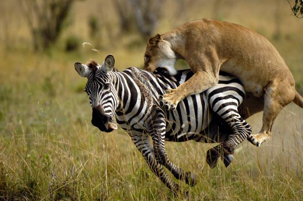 20 Sieviescaronu dzimtas lauvu... Autors: kriska14 10 Interesanti fakti #2
