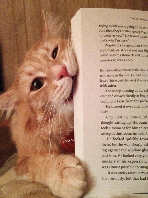  Autors: bombongs Kaķi, kas uzskata ka viņiem pievērš par maz uzmanības.