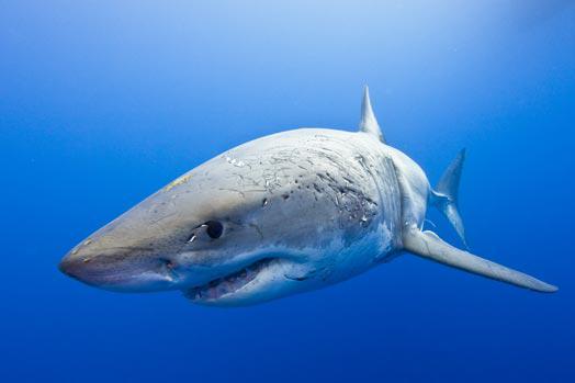 Katru gadu haizivis nogalina... Autors: bombongs Bīstamākie radījumi pasaulē.