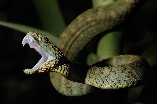 Čūskas nogalina gadā 50000... Autors: bombongs Bīstamākie radījumi pasaulē.