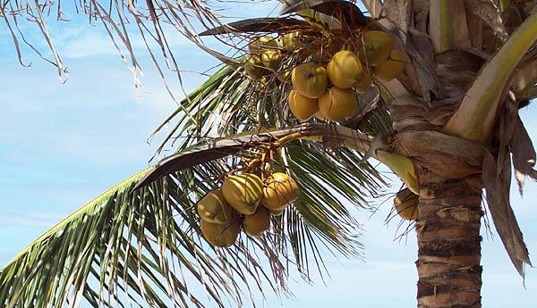 Taizemes dienvidos... Autors: kokosriekts 6 fakti par kokosu