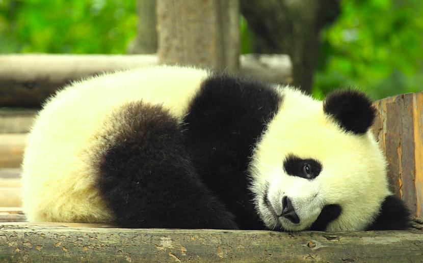 Tikko piedzimis pandas mazulis... Autors: Owl Star Dažādi fakti par dzīvniekiem.