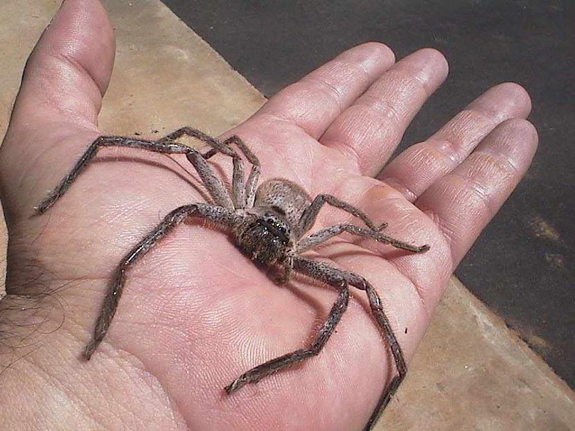Brazīlijas klejotāj zirnekļa... Autors: Kapteinis Cerība Interesanti Fakti Par ZIRNEKĻIEM