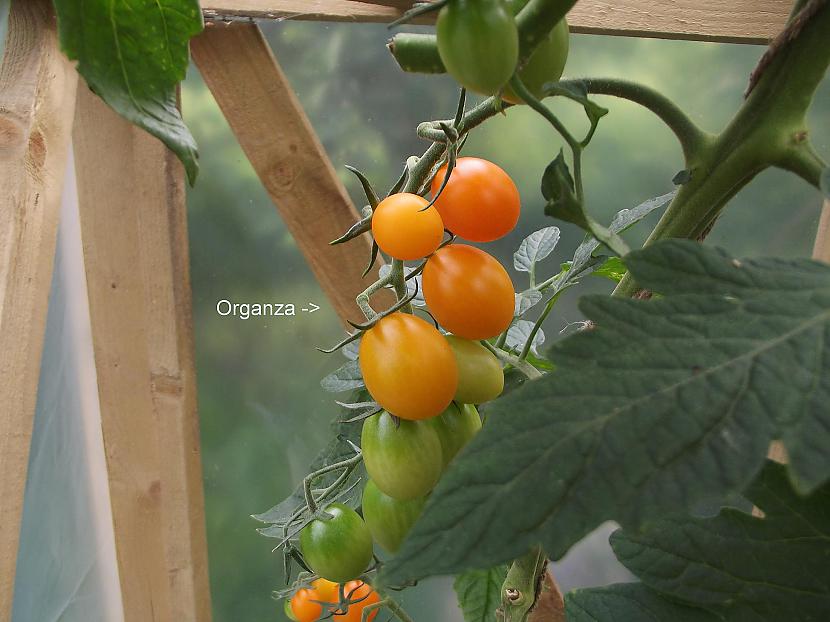  Autors: Werkis2 Piķēju (Pārstādu) tomātu stādiņus.
