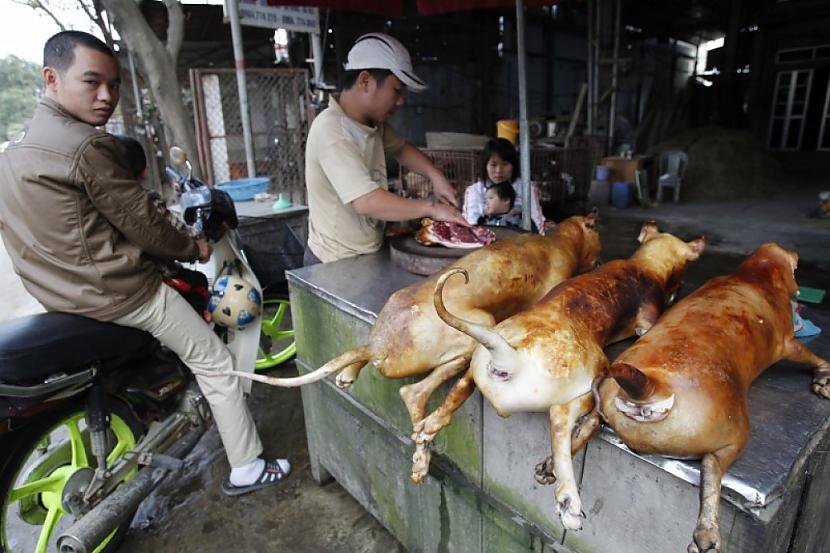 Suņi Vjetnamā Suņa gaļas... Autors: grauzejs Daži dīvaini ēdieni.