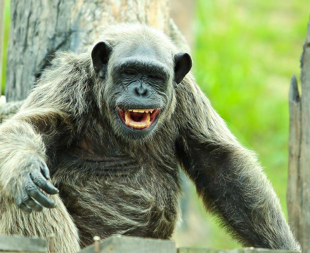Visi primāti smejas kad viņus... Autors: PartyFreak2013 25 aizraujoši fakti!