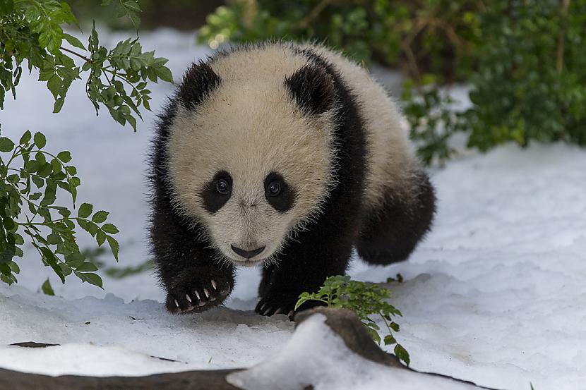Milzu pandas nevar ātri... Autors: Kapteinis Cerība Interesanti Fakti Par MILZU PANDĀM