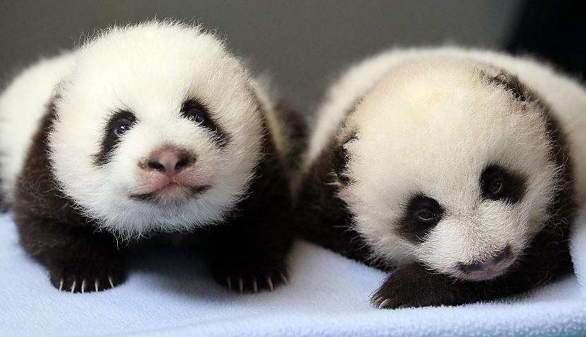 Pandas mazuļi parasti dzimst... Autors: Kapteinis Cerība Interesanti Fakti Par MILZU PANDĀM 2.daļa.