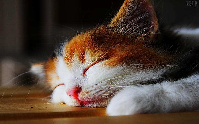 Vai kaķi sapņoLai gan kaķi guļ... Autors: ElfenLied Kādēļ kaķis tik daudz guļ?