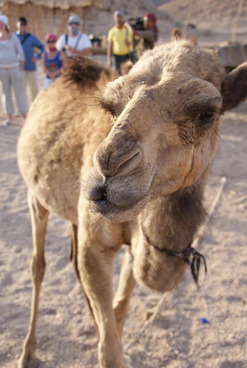 Gāju garām kamielis izdzirdēja... Autors: Emchiks Ēģipte. 2