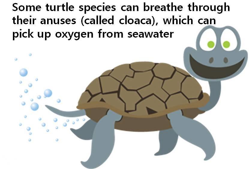 Ir dažas bruņurupuču sugas kas... Autors: bombongs Fakti par dibeniem.