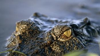 Sālsūdens krokodilsSālsūdens... Autors: bu4muliite Pasaules apdraudētie dzīvnieki. #2