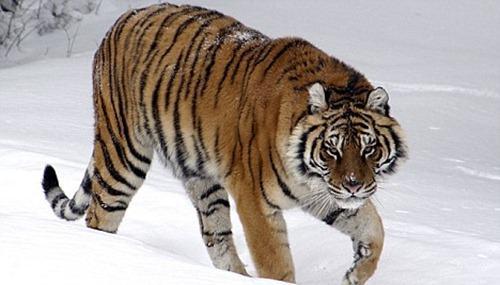 Sibīrijas tīģerisSibīrijas... Autors: bu4muliite Pasaules apdraudētie dzīvnieki. #2
