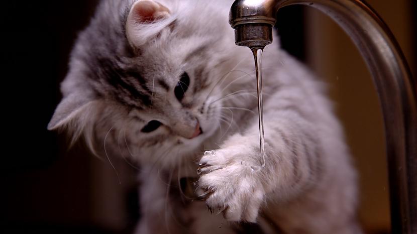 Ja kaķis ir inficēts tīrot... Autors: PikaaaChuuu 15 fakti par kaķiem.
