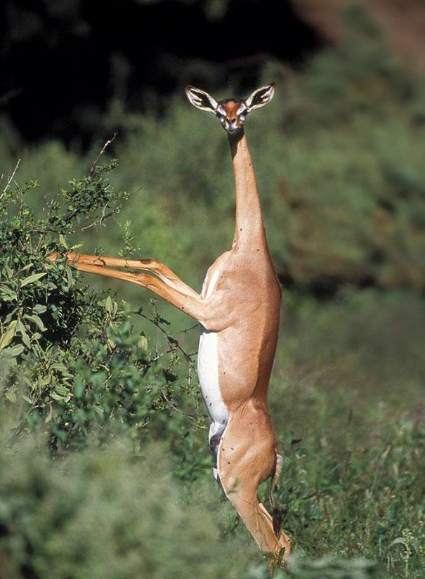 The GerenukPieder pie gazelēm... Autors: RABfucus 10 neparasti dzīvnieki.