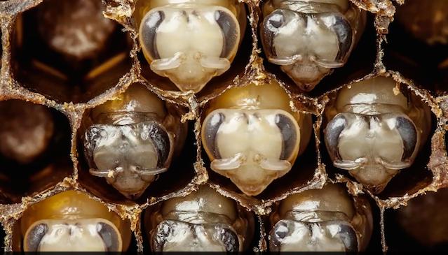  Autors: LordsX 21 diena bišu dzīvē  – 60 sekundēs