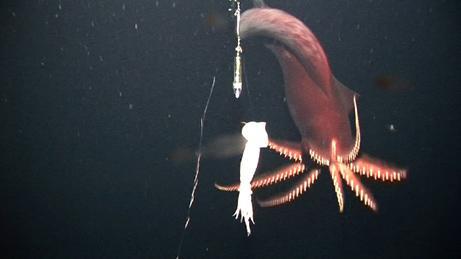 Dana astoņkāju kalmārs Autors: beatitudinem Būtnes, kas dzīvo okeāna dzīlēs