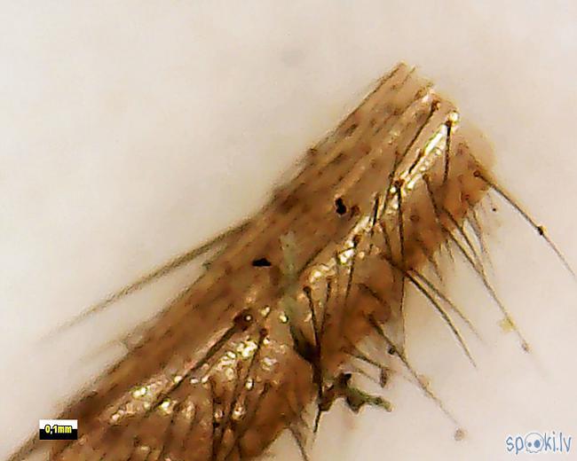 Beigās zirnekļa matainā kāja Autors: Moonwalker Ikdienas priekšmeti manā mikroskopā 5. daļa