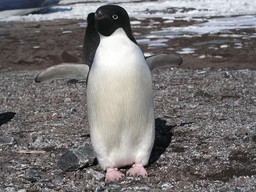 Daži pingvīni mēdz... Autors: kaķūns Š O K S !  Dzīvnieki dara cilvēku lietas